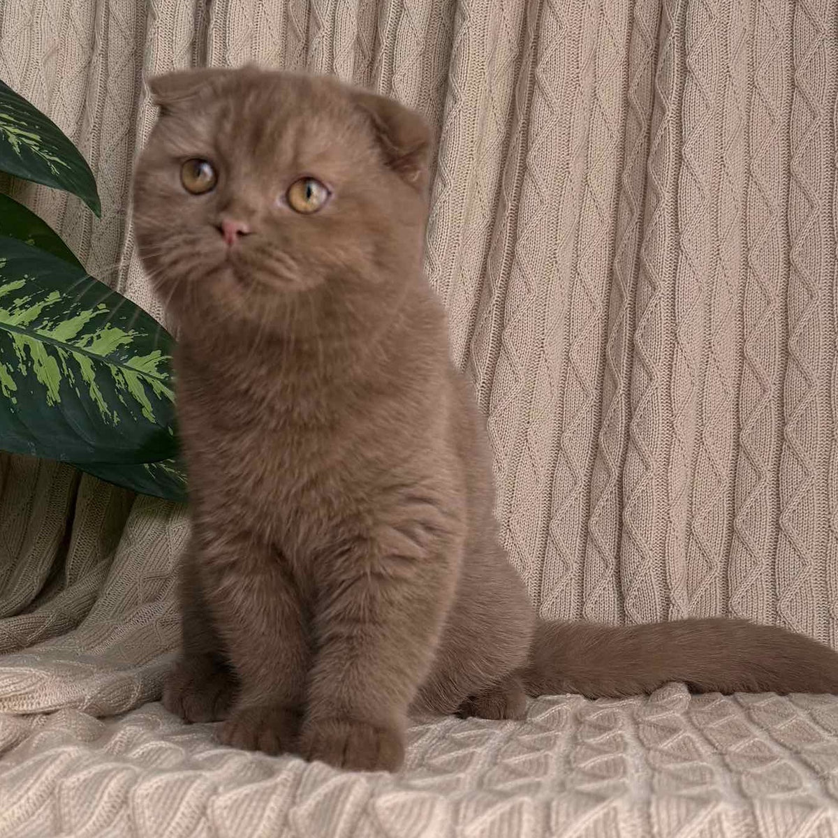 Oscar Scottish Fold male, cinnamon