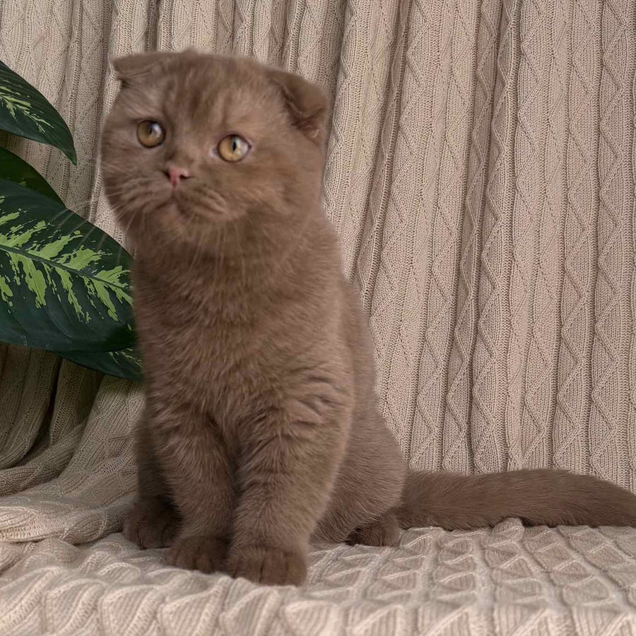 Oscar Scottish Fold male, cinnamon