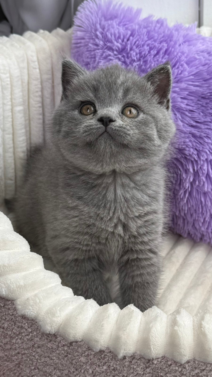 Aster Scottish Straight female, blue