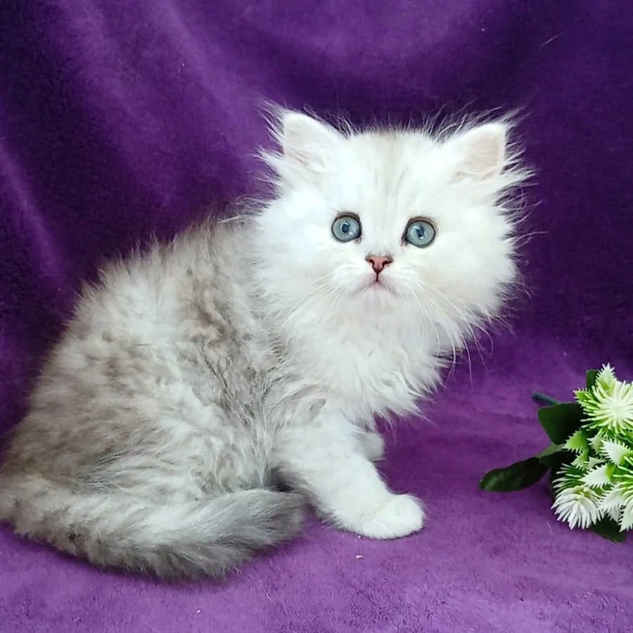 Maks Persian male, black silver shaded