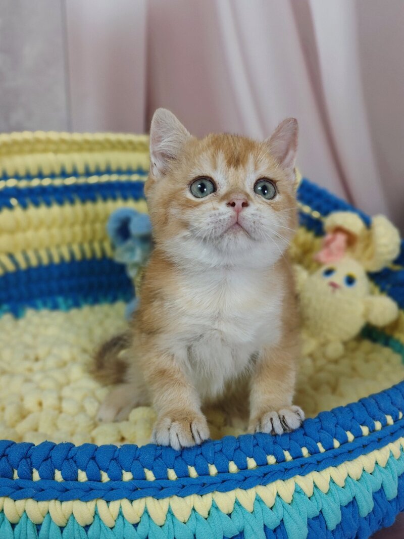 Valet British Shorthair male, chocolate golden chinchilla