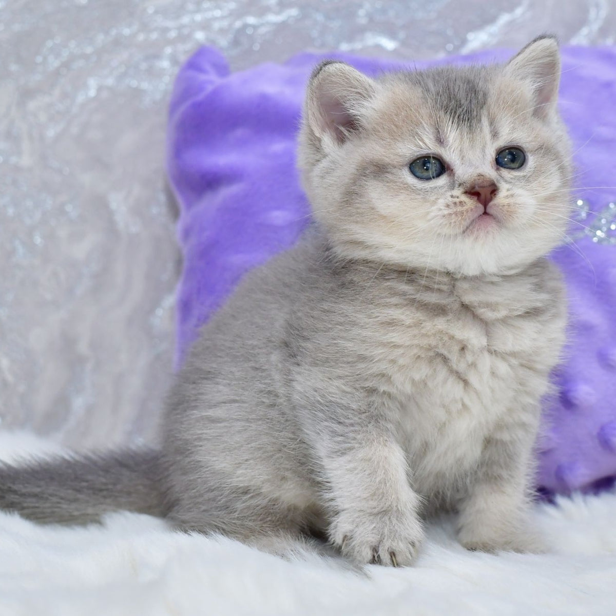 Kokos British Shorthair male, blue ticked tabby