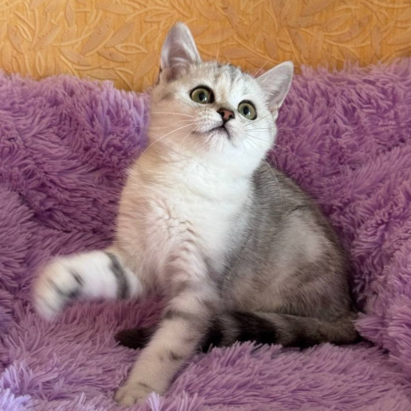 Stefani British Shorthair female, black silver tabby