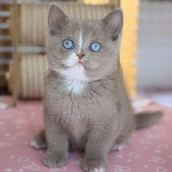 Solena British Shorthair female, lilac with white