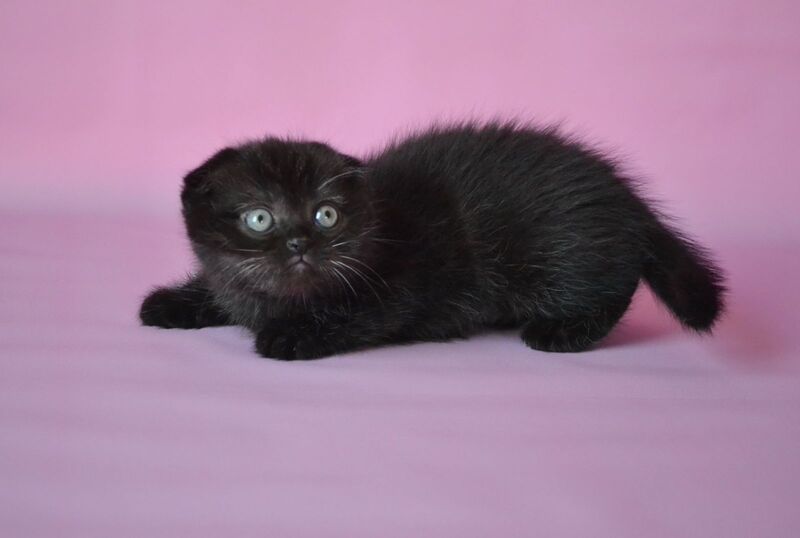 Mikola Scottish Fold male, black