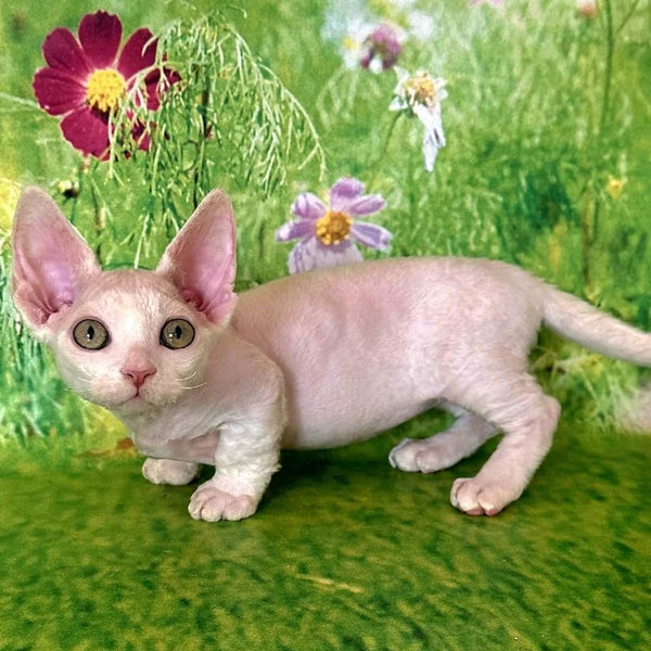 Kruz Devon Rex male, white