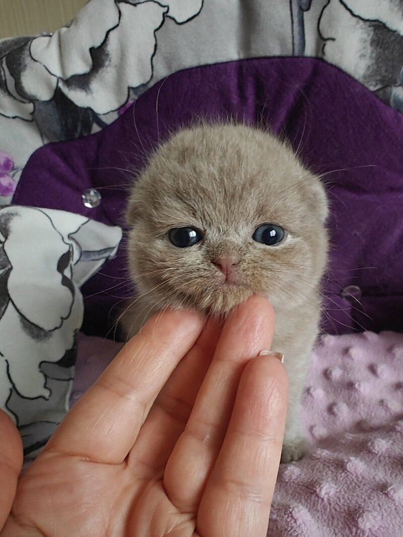 Umi Scottish Fold male, lilac