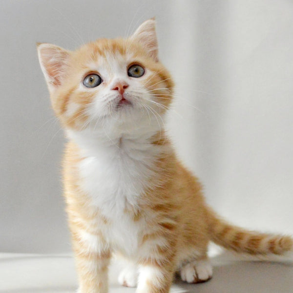 Wilma Scottish Straight female, red spotted tabby bicolour