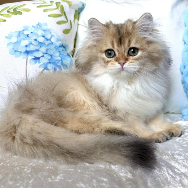 Cliff British Longhair male, black golden shaded