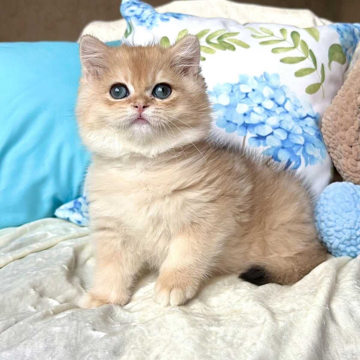 Sabrina British Shorthair female, black golden chinchilla