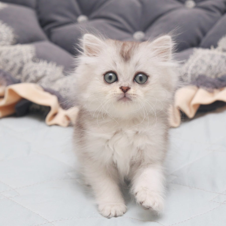 Harry Scottish Straight male, black silver shaded