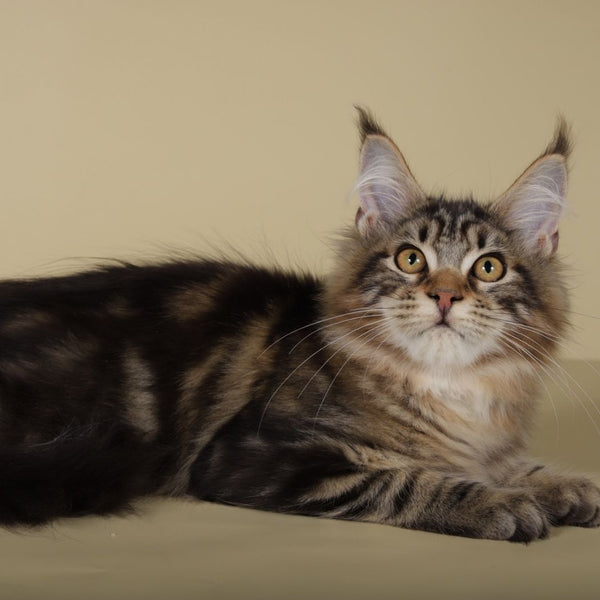 Gella Maine Coon female, black tabby