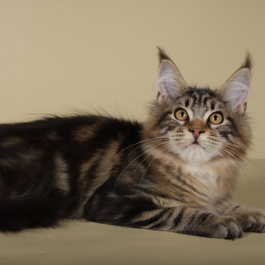 Gella Maine Coon female, black tabby