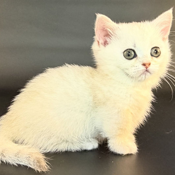 Raven Munchkin female, black silver shaded