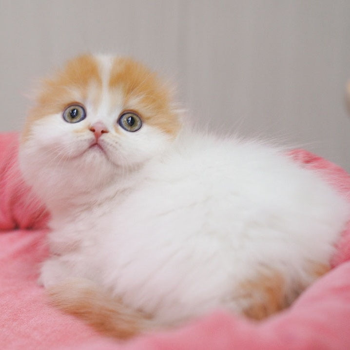 Vivienne Scottish Fold female, red tabby van