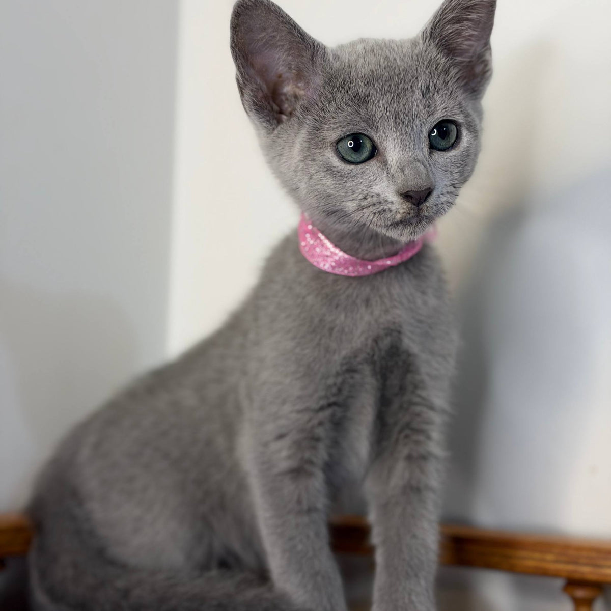 Nargiz Russian Blue female, blue