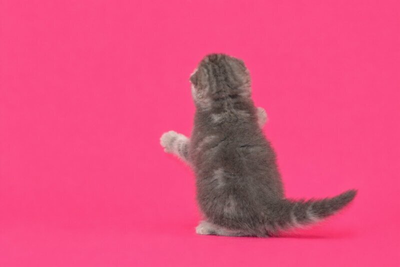 Teya Scottish Fold female, blue spotted tabby