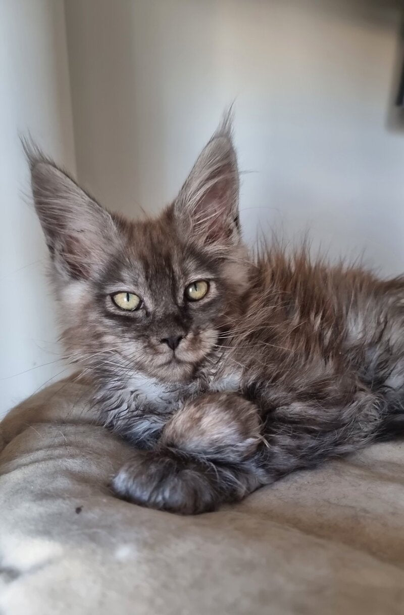 Cassia Maine Coon female black silver - live animals
