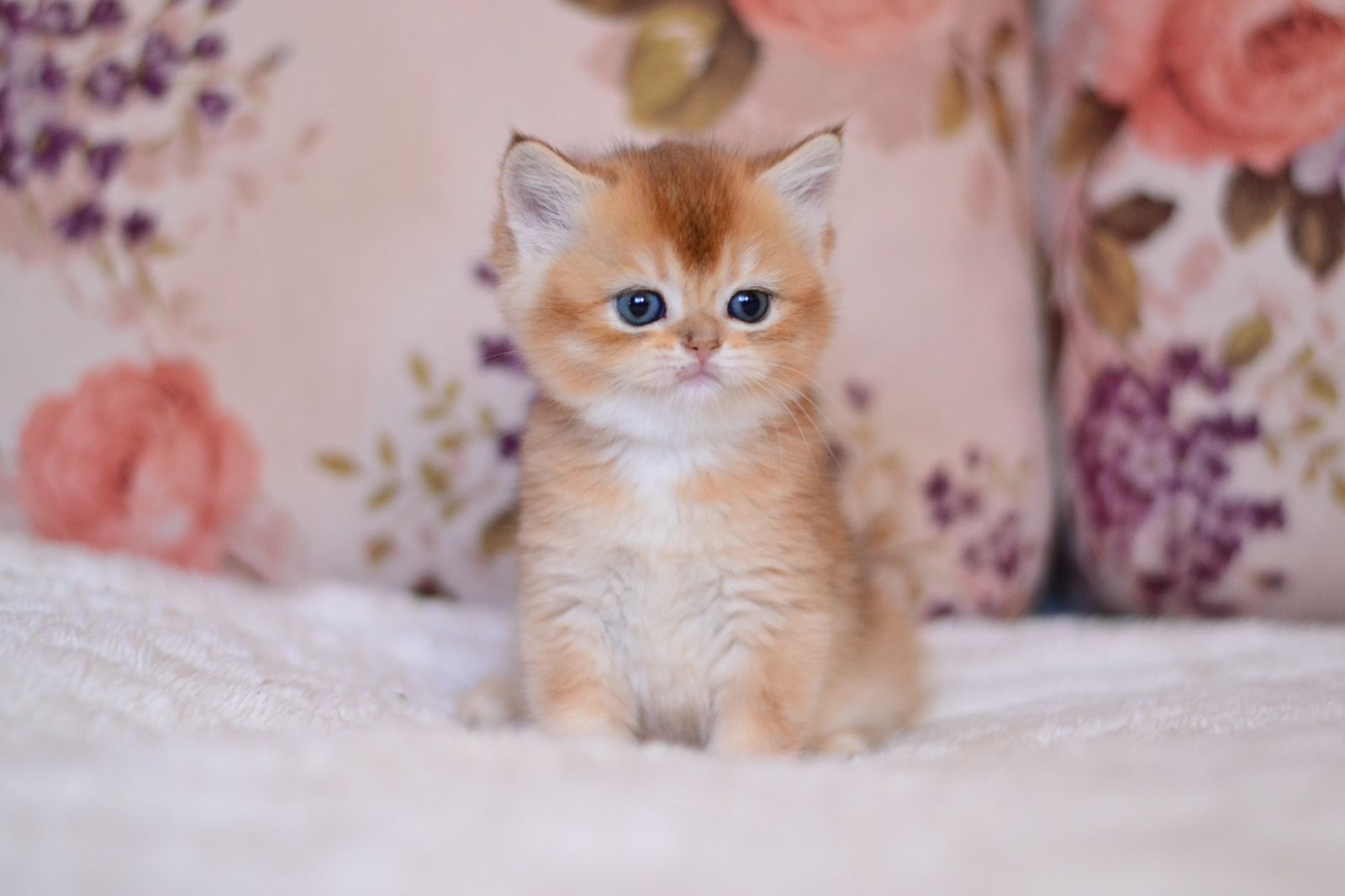 Aila British Shorthair female, black golden shaded