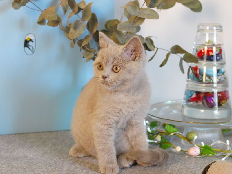Nola British Shorthair female lilac - live animals