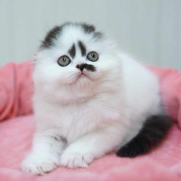 Vibe Scottish Fold male, black harlequin