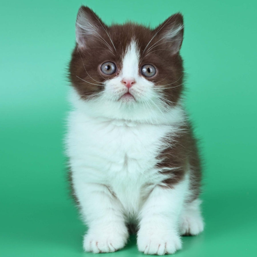 Jin British Shorthair male, chocolate bicolour