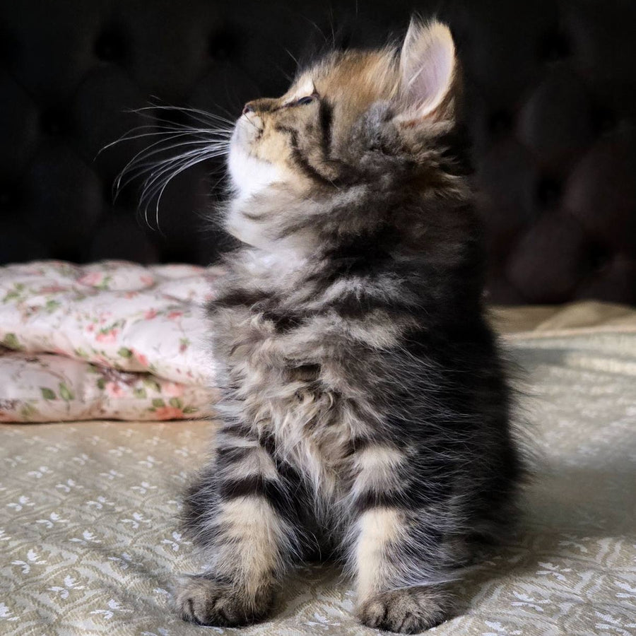 Dakota Scottish Straight female, black tabby