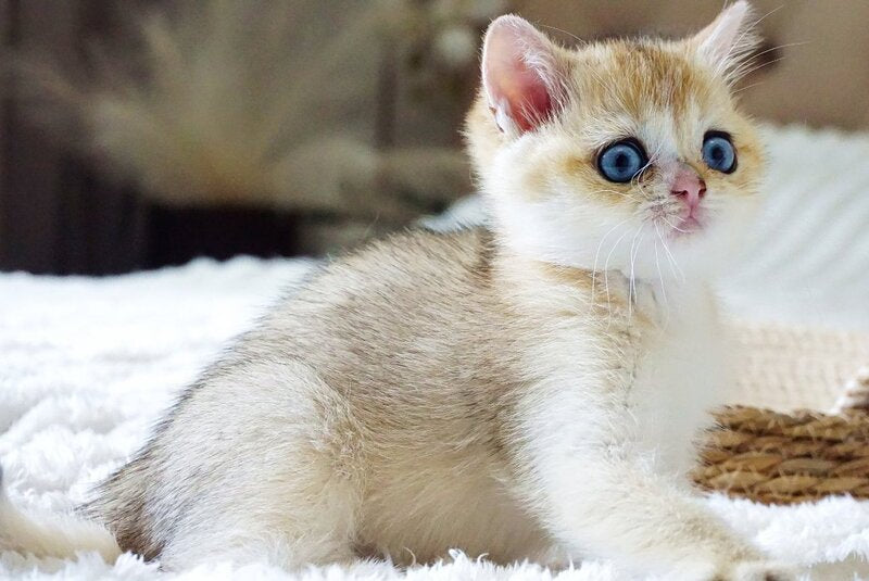 Gabi British Shorthair female, black golden shaded with white