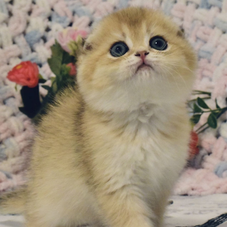 Barni Scottish Fold male, black golden shaded