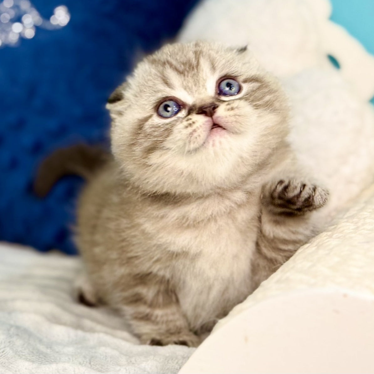 Jerry Scottish Fold male, chocolate tabby pointed