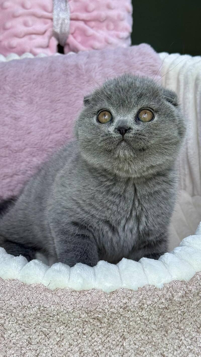 Trixie Scottish Fold female, blue