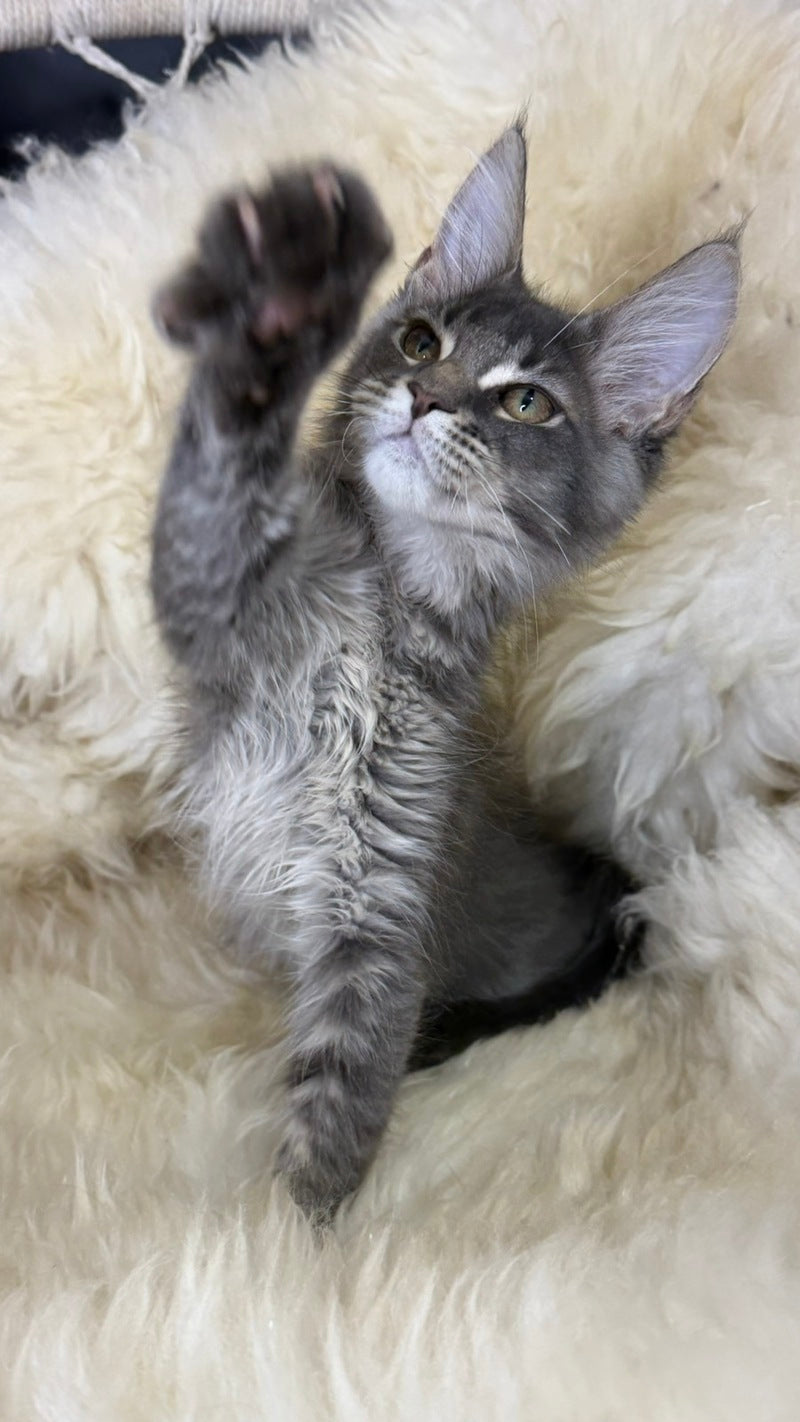 Quest Maine Coon male, blue ticked tabby