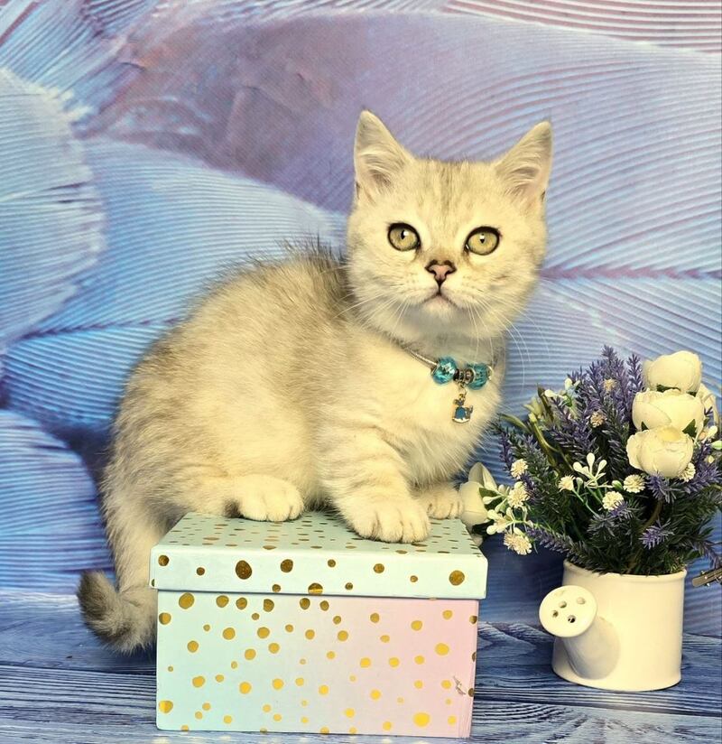Luna Munchkin female black silver spotted tabby - live animals