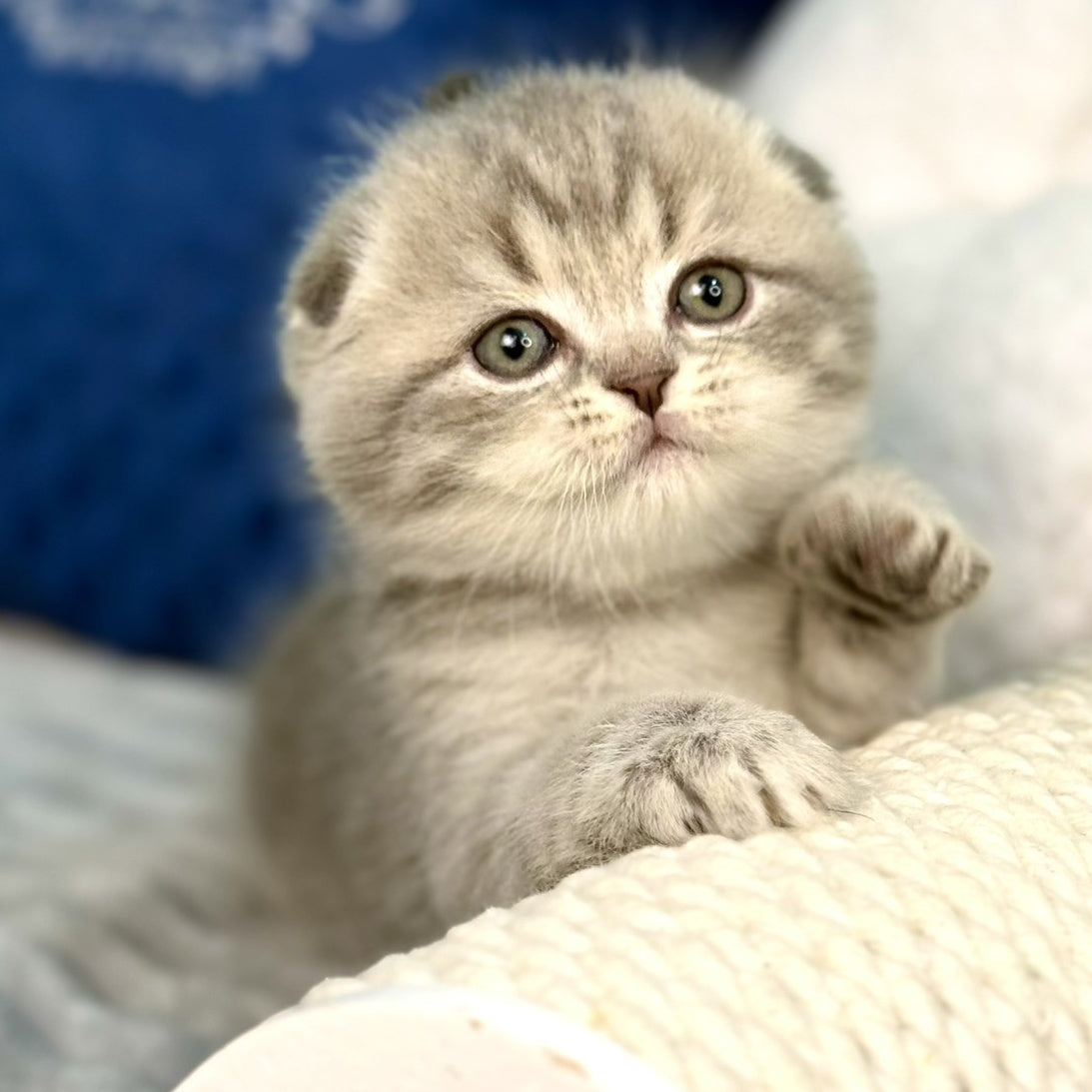 Junior Scottish Fold male, blue tabby pointed