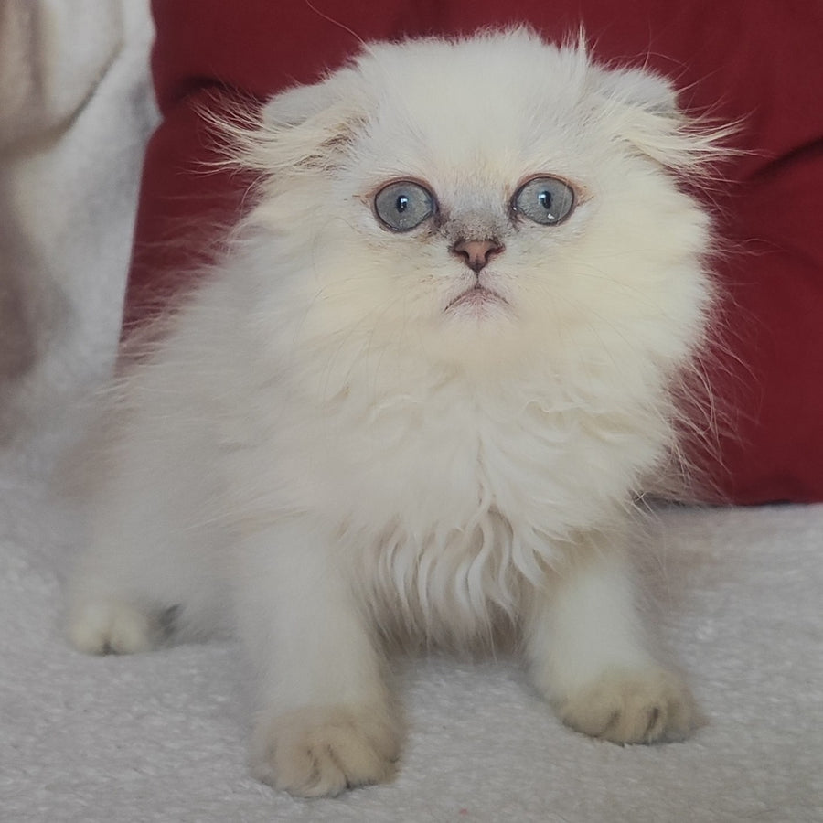 Xavier Scottish Fold male, blue silver ticked tabby