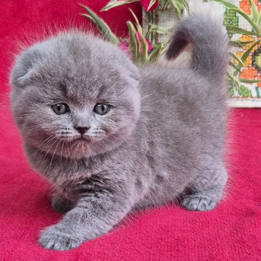 Lexi Scottish Fold female, blue