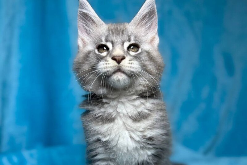 Melissa Maine Coon female, blue silver tabby