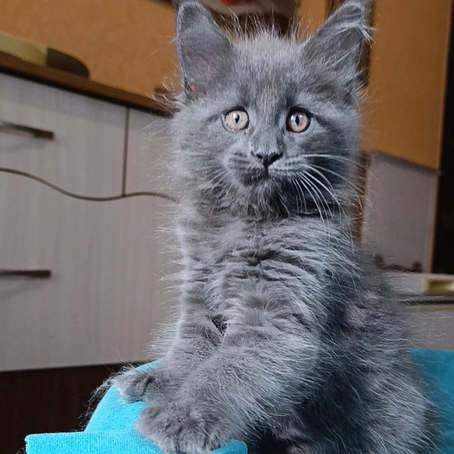 Quasar Maine Coon male, blue