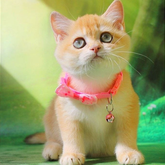 Kelly British Shorthair female, chocolate golden chinchilla
