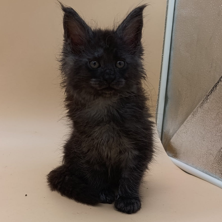 Odin Maine Coon male, black silver