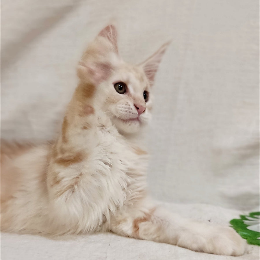 Korzhik Maine Coon male, red silver tabby