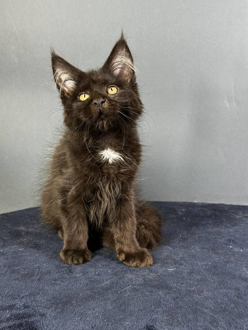 Gucci Maine Coon female black with white - live animals