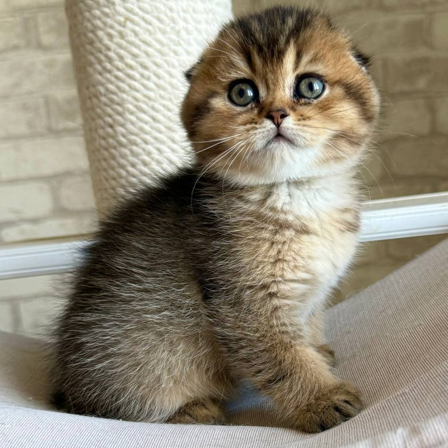 Fiona Scottish Fold female, black golden ticked tabby