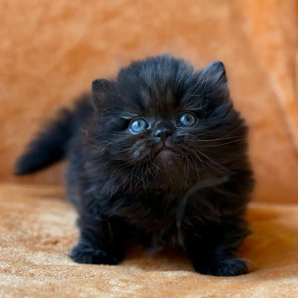 Martin Munchkin male, black