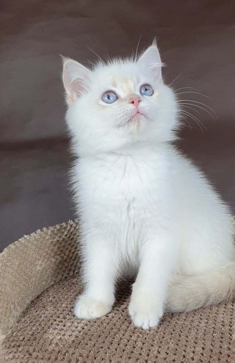 Xander British Shorthair male lilac golden chinchilla pointed - live animals