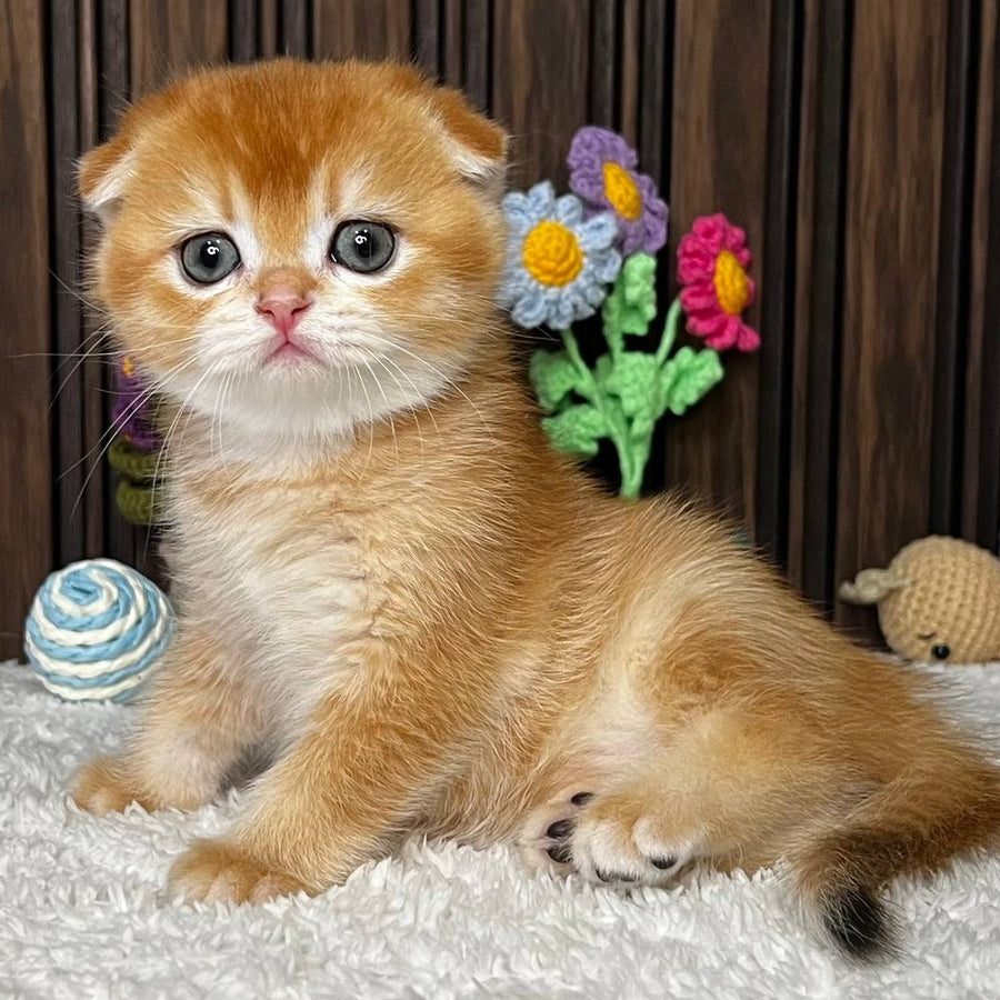 Nefertiti Scottish Fold female, black golden chinchilla
