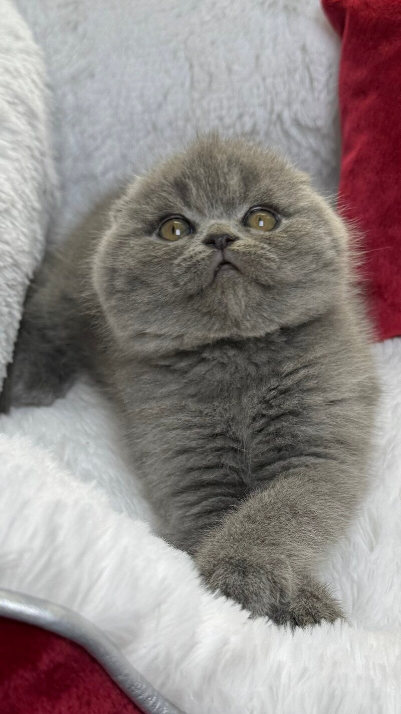 Benny Scottish Fold male, blue
