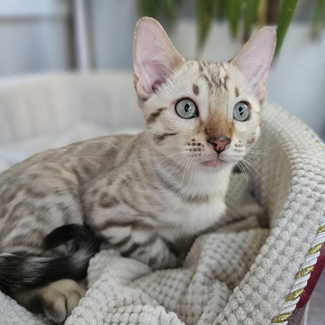 Vanilla  Ice Bengal male, black spotted tabby pointed
