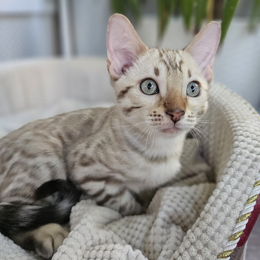 Vanilla  Ice Bengal male, black spotted tabby pointed
