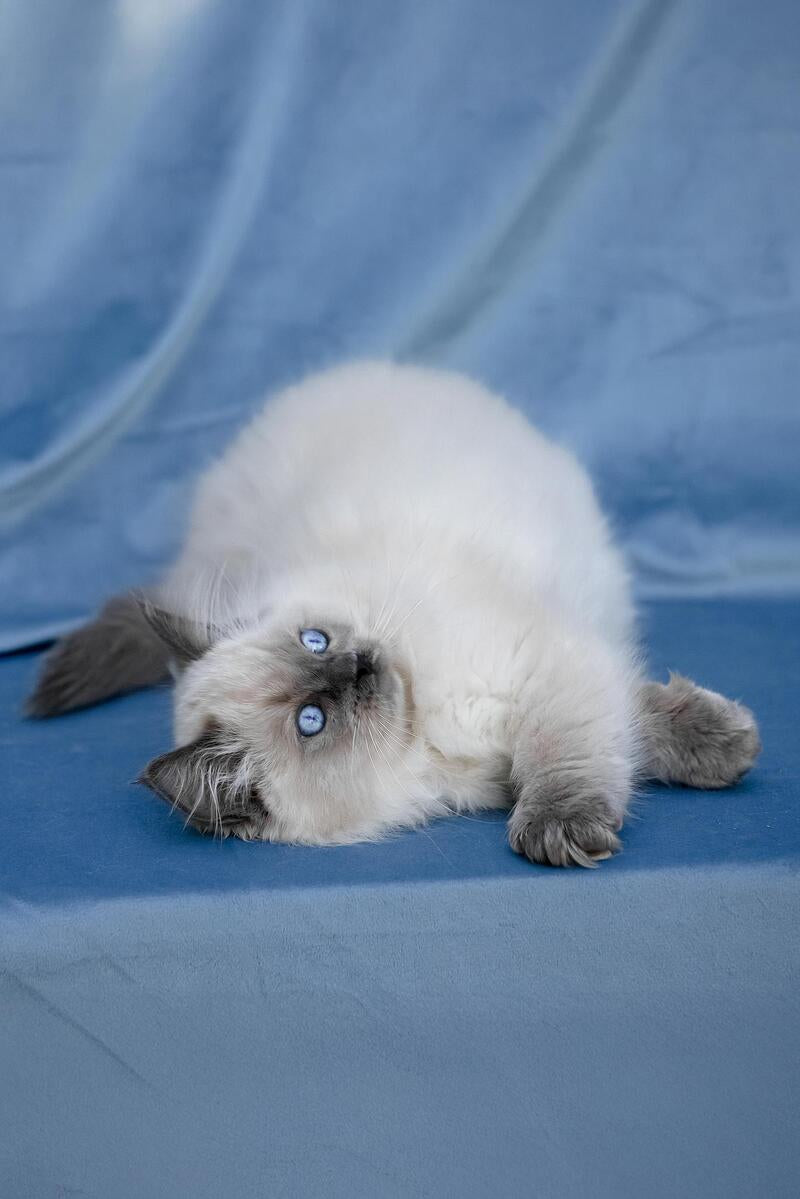 Muffin Ragdoll male, blue pointed